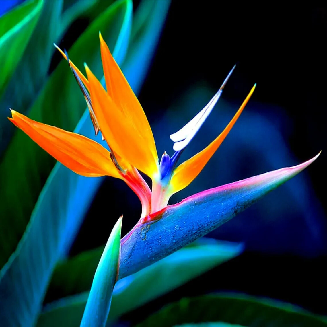 ORANGE BIRD of PARADISE SEEDS (Strelitzia reginae) Tropical Crane Flower 10seeds