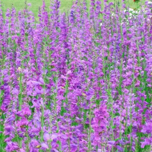 Penstemon ROCKY MOUNTAIN Perennial Beardtongue Hummingbirds! Non-GMO 200 Seeds