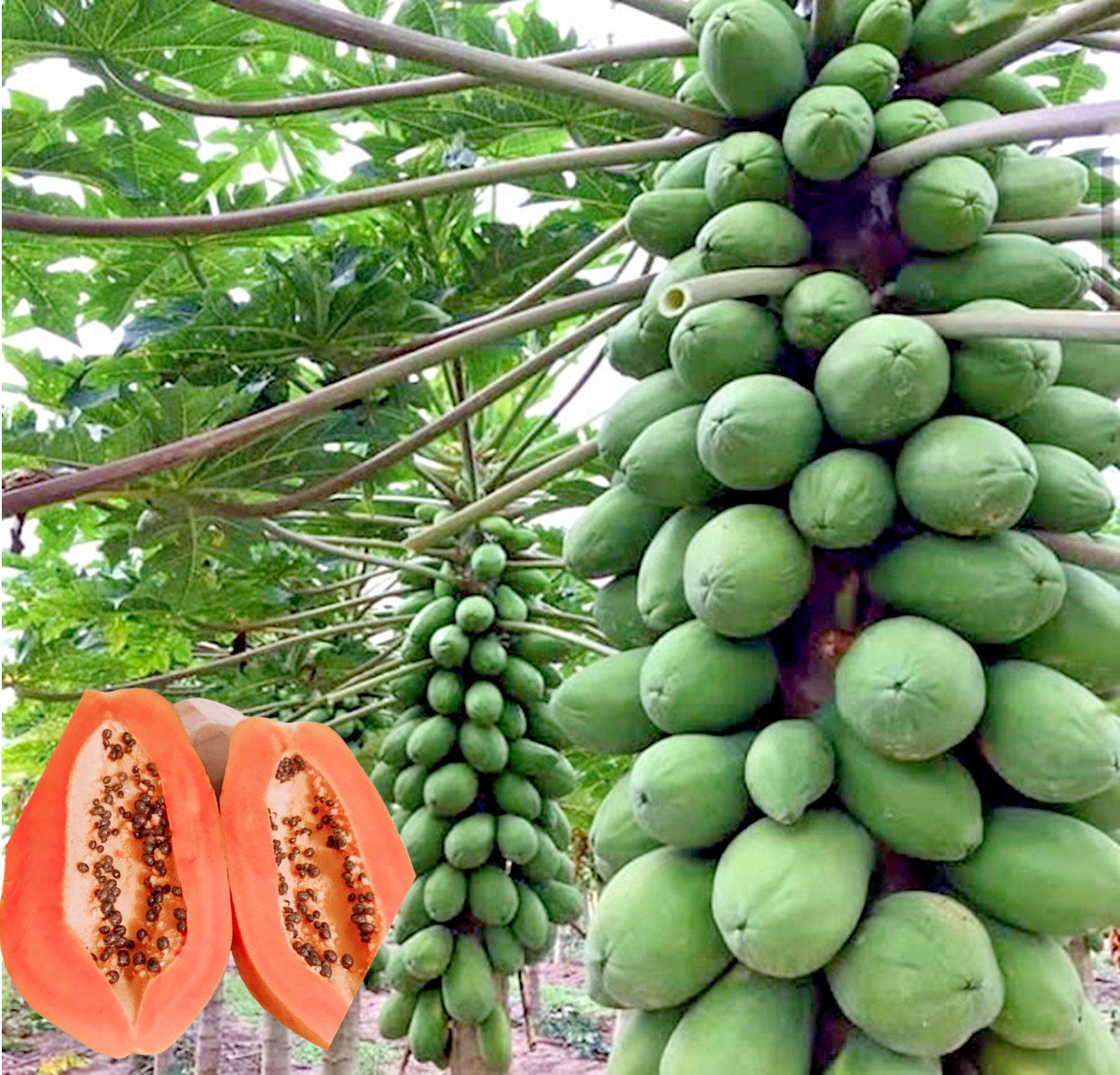 50 Caribbean “Red Lady” Carica Papaya Fruit Tree Seeds LARGE MELONS Indoor Plant