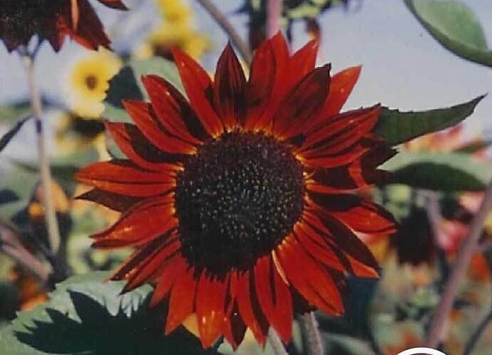 VELVET QUEEN SUNFLOWER SEEDS 20+ ANNUAL GARDEN BEES BIRDS