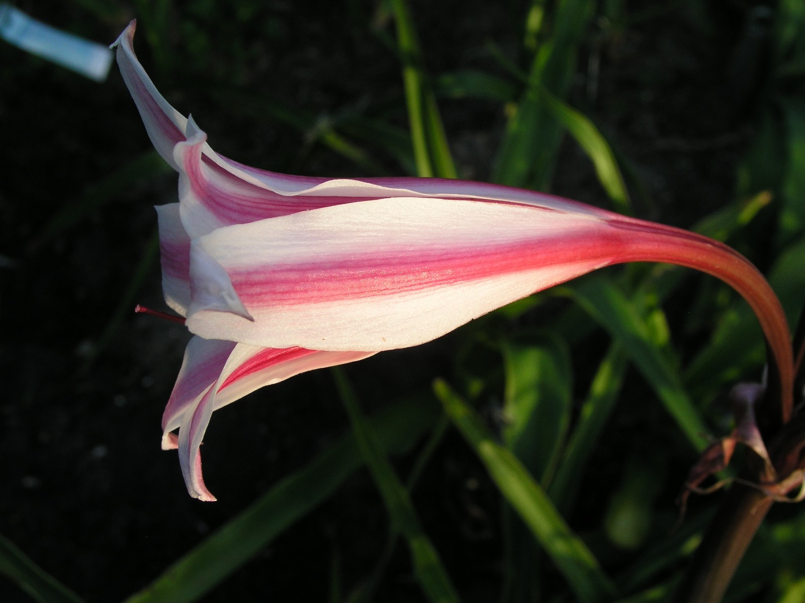 Crinum Lily, herbertii Schreck, jumbo, blooming-size bulb, NEW, RARE