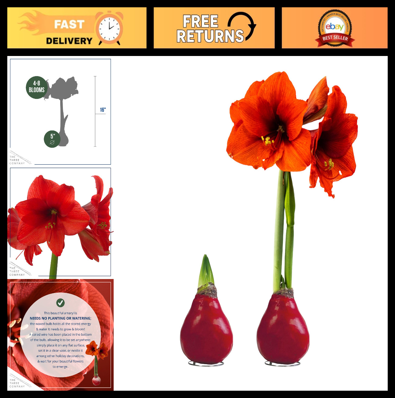 Red Waxed Amaryllis Bulb – Live Holiday Plant Gift, Easy Care, No Watering Neede