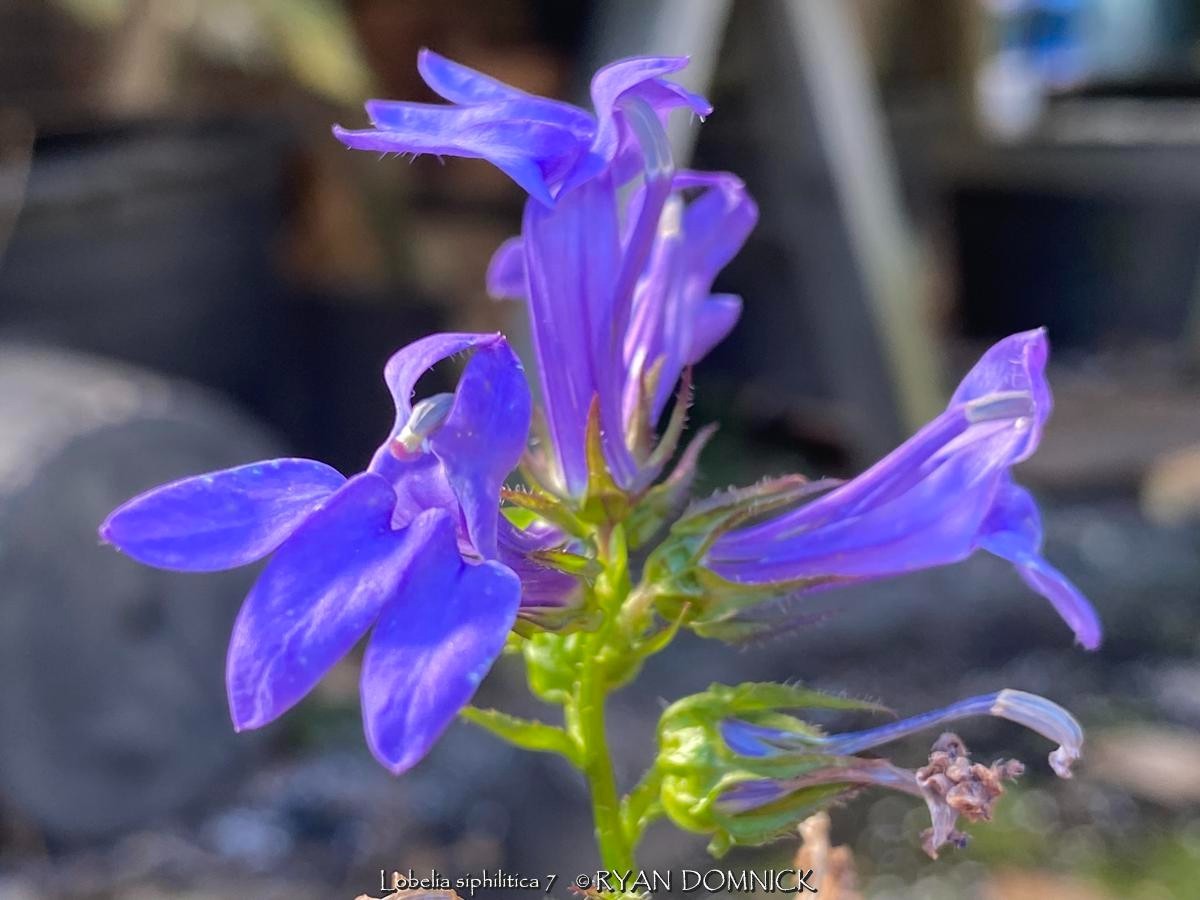 BULK SEEDS!…Lobelia siphilitica…Great Blue Lobelia…QTY/bag=1000