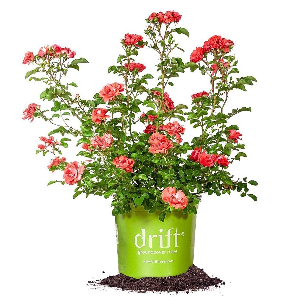 Coral Drift 1 Gallon