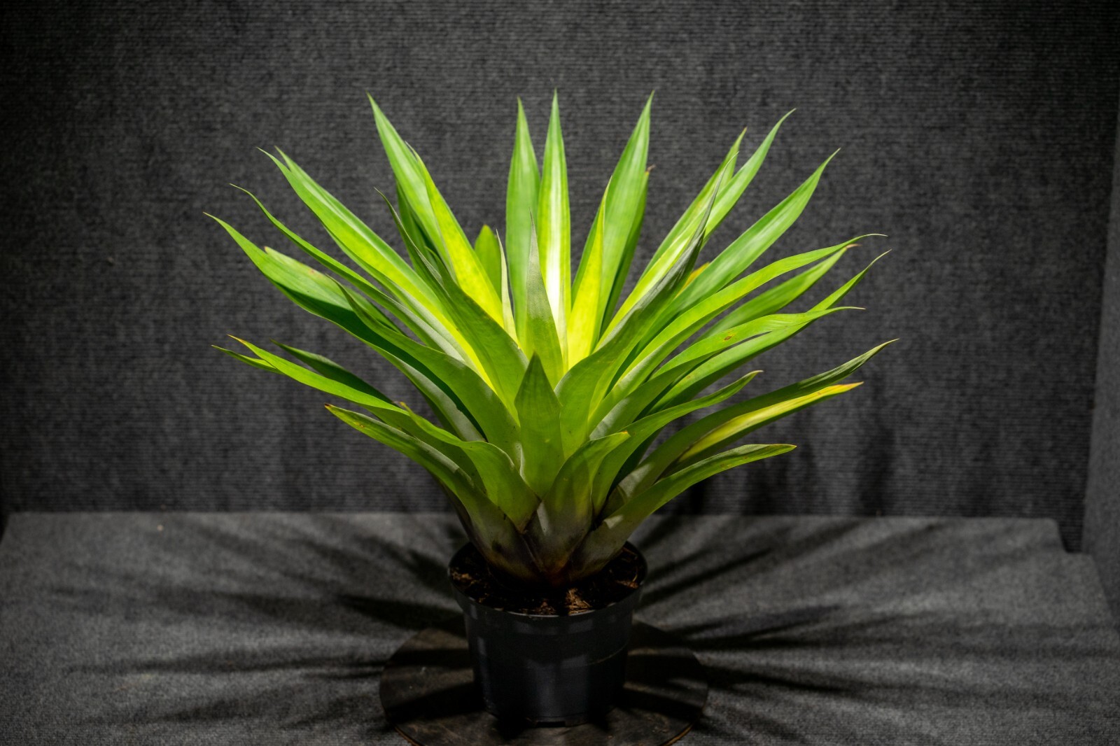 Tillandsia Oerstediana 6″ pot