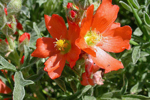 Sphaeralcea coccinea | Scarlet Globemallow | Copper Mallow | 10 Seeds