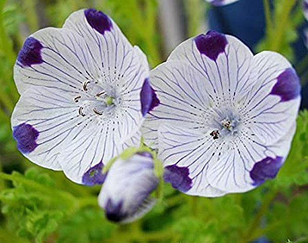 500 Seeds, Five Spot (Nemophila Maculata) B144, Home Garden DIY