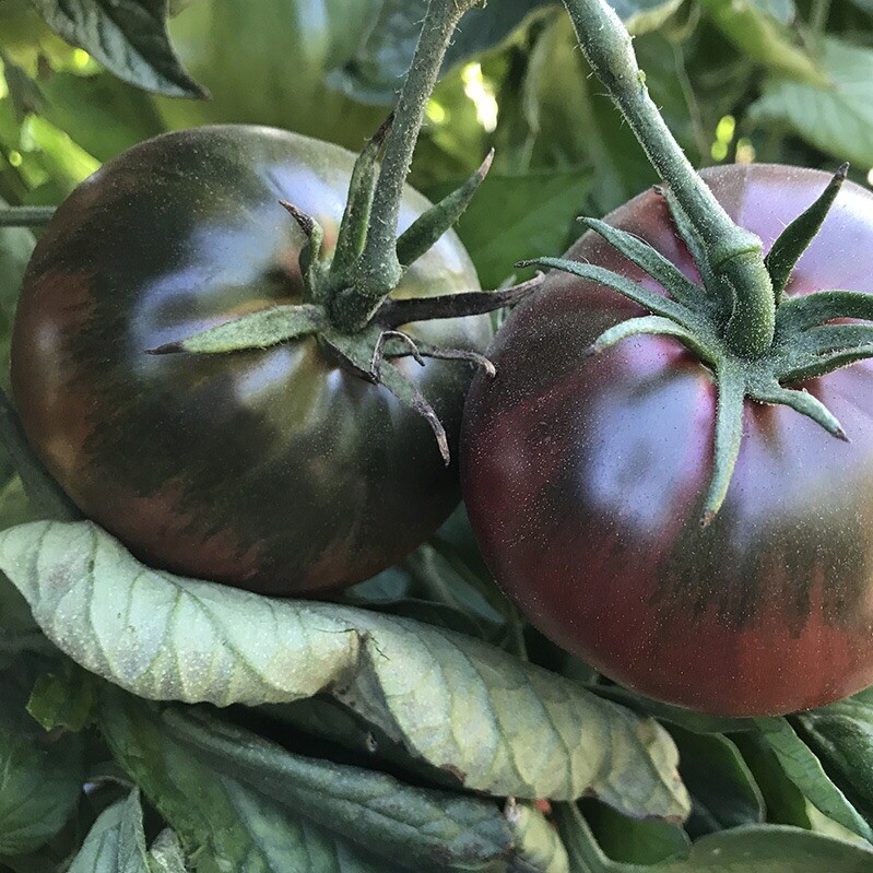 BLACK RUSSIAN TOMATO – ORGANIC – HEIRLOOM – 20 SEEDS