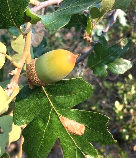 12 OREGON WHITE OAK ACORNS – Quercus garryana var. garryana