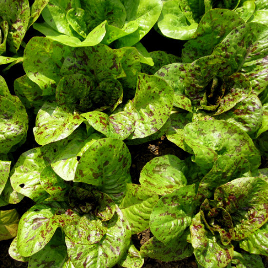 Romaine Lettuce Seed, Freckles, Heirloom Lettuce Seed, Very Tasty, Non-Gmo 100ct