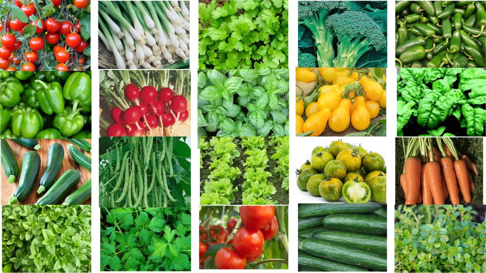 Seeds Vegetable Herb Tomato Variety 20 Packs Non Gmo Peppers Lettuce Garden 2025