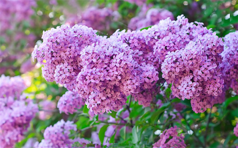 20 EXOTIC LILAC SEEDS for garden rare bloom flower plant bush USA SELLER USPS