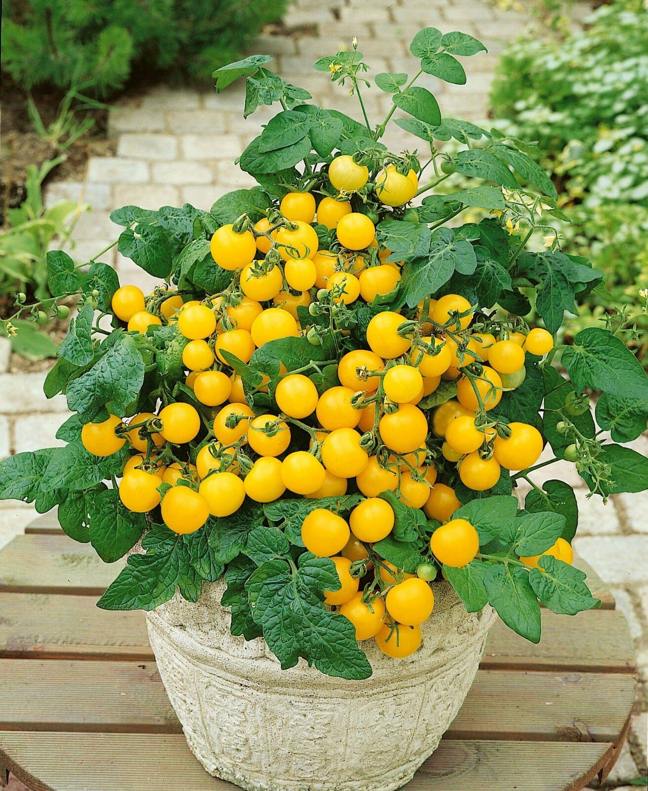 Cozy Crib Yellow Dwarf Bush Tomato Seeds GMO Free (Around 50 seeds)