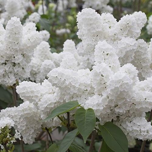 25 White Japanese Lilac Seeds (Extremely Fragrant)/�