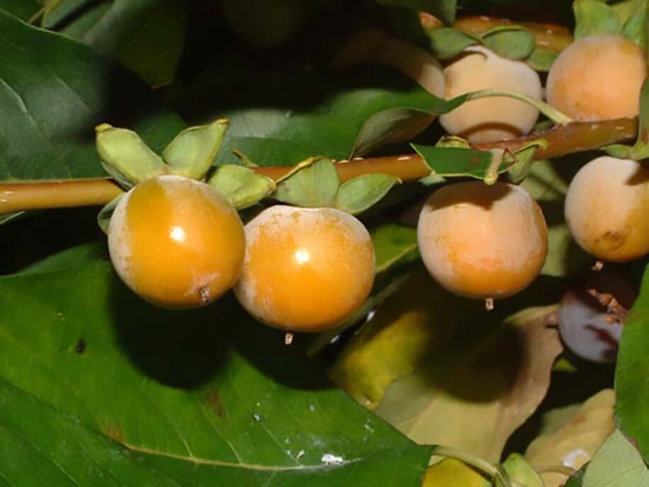 Date Plum Persimmon, Diospyros lotus, Tree Seeds