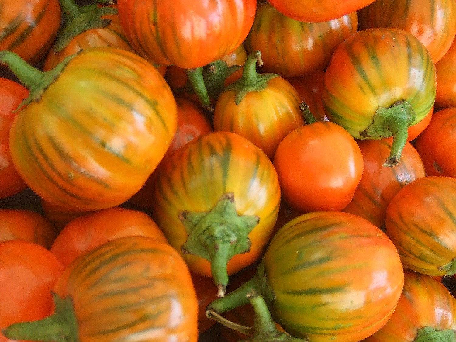 Eggplant Seeds Turkish Orange 50 thru 1,000 Orange Eggplant Seeds 65 to 85 days