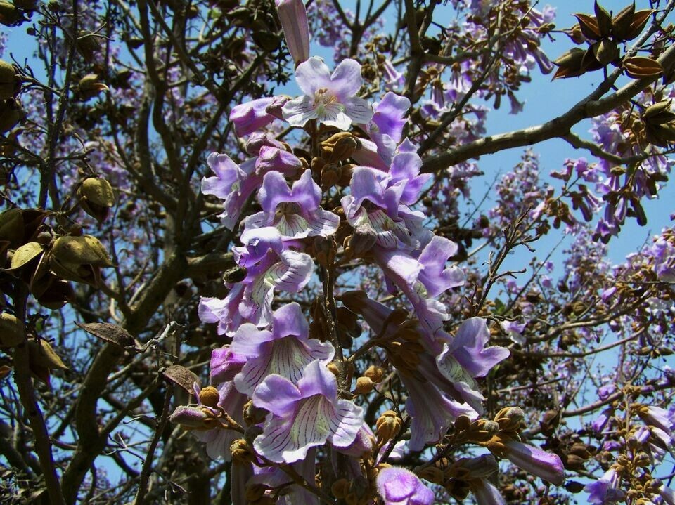 Empress Tree -40 Heirloom Seeds Tropical Plant Collectors Choice-Paulownia