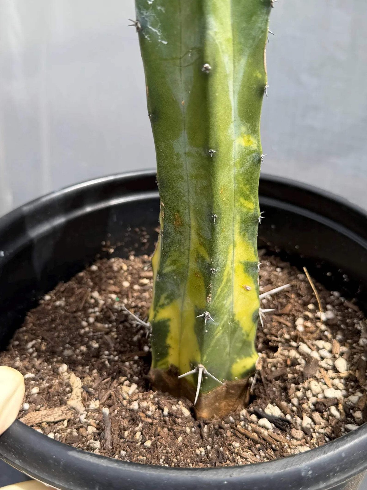 Variegated Blue Pilosocereus Pachycladus | Rare Blue Live Cactus Plant #181