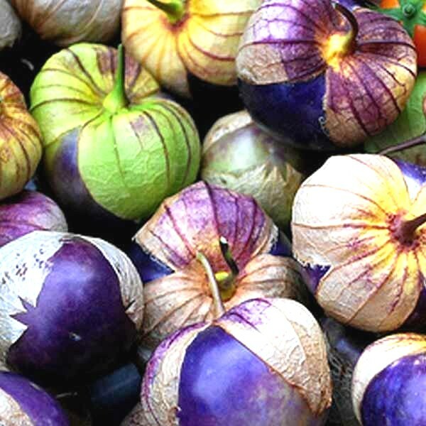 50+PURPLE DE MILPA TOMATILLO Seed Organic Summer Vegetable Garden Container Easy