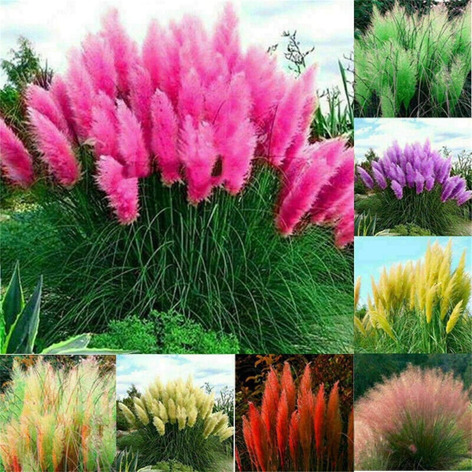100+ Pcs Pampas Mix Color Grass Seeds Cortaderia Selloana Seeds Rare Plants