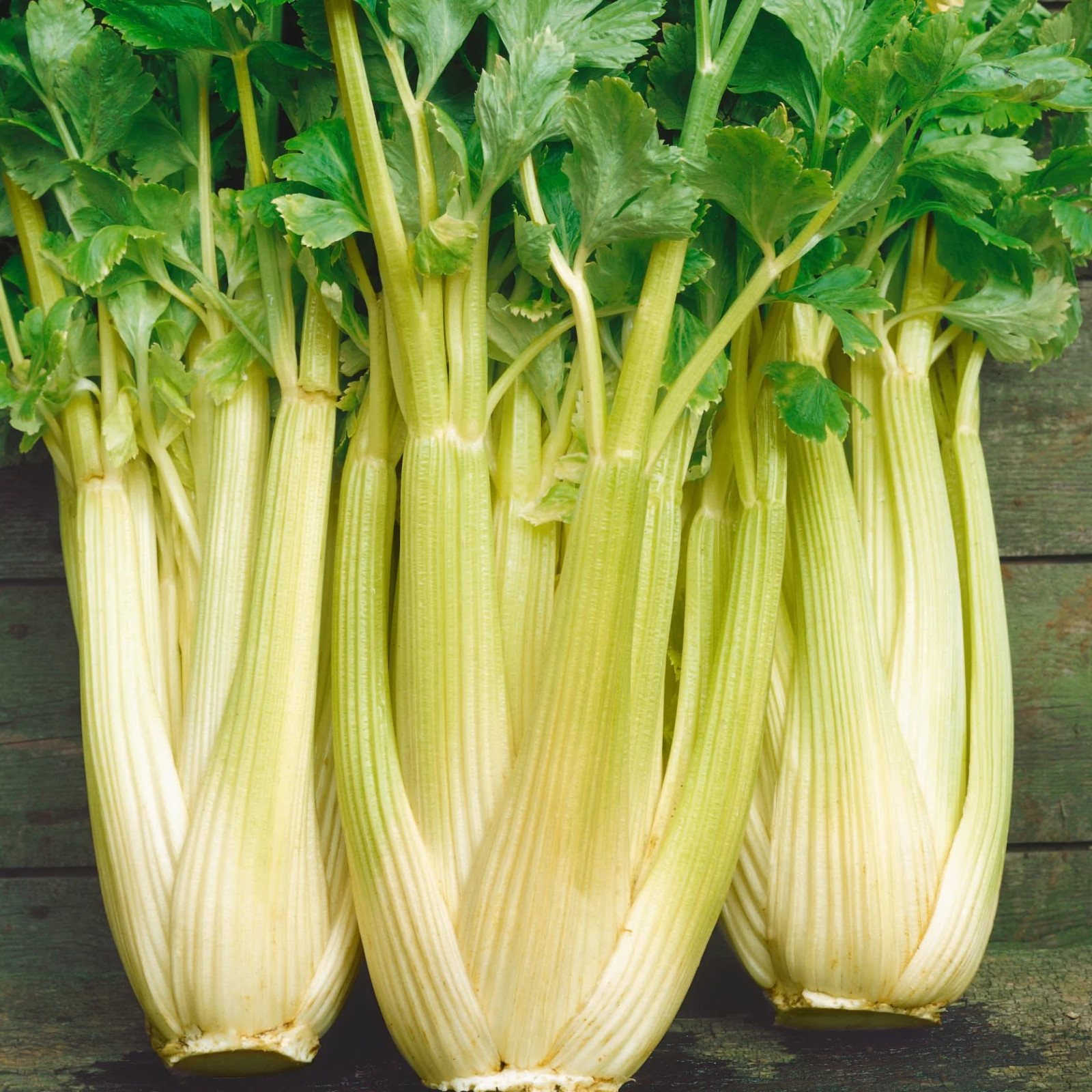 3000+ Golden Self Blanching Celery Seeds — Heirloom — Organic — FRESH