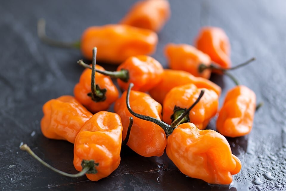 25 Fresh Hot Orange Habanero Premium Pepper Seeds-B 20