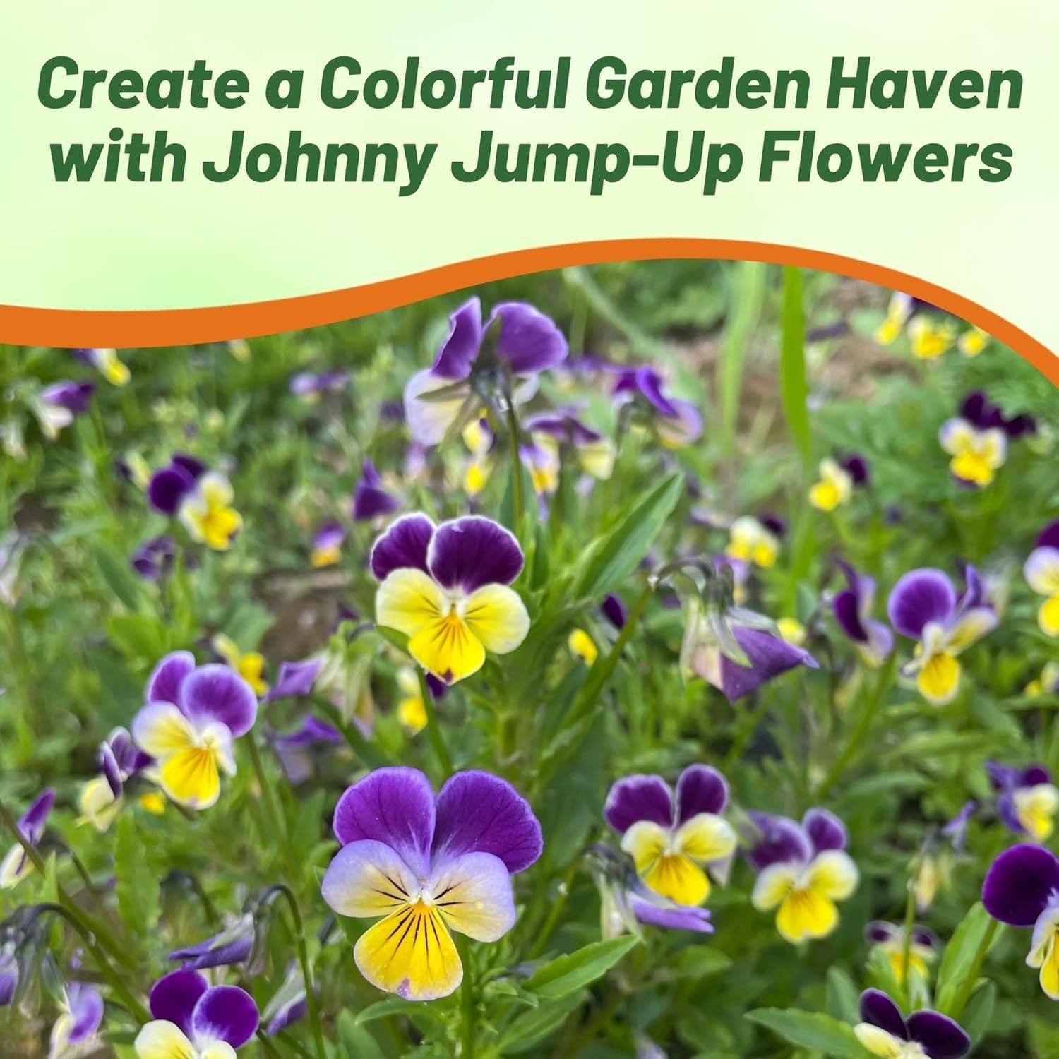Colorful Johnny Jump Up Viola Seeds – Hardy Perennials, 1/2 lb for Outdoor Magic