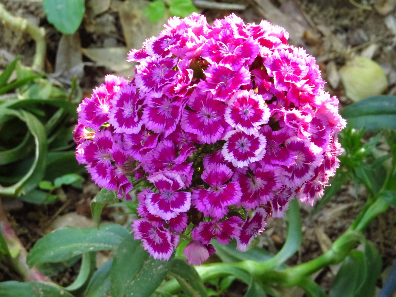 100+ Sweet William Mix Colors Flower Seeds, Biennial plant,US grown.