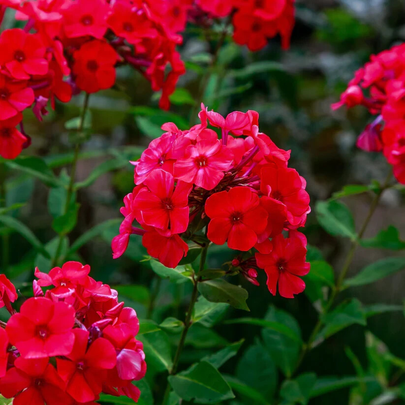 PHLOX ANNUAL RED 50 FRESH SEEDS Home Garden Pots