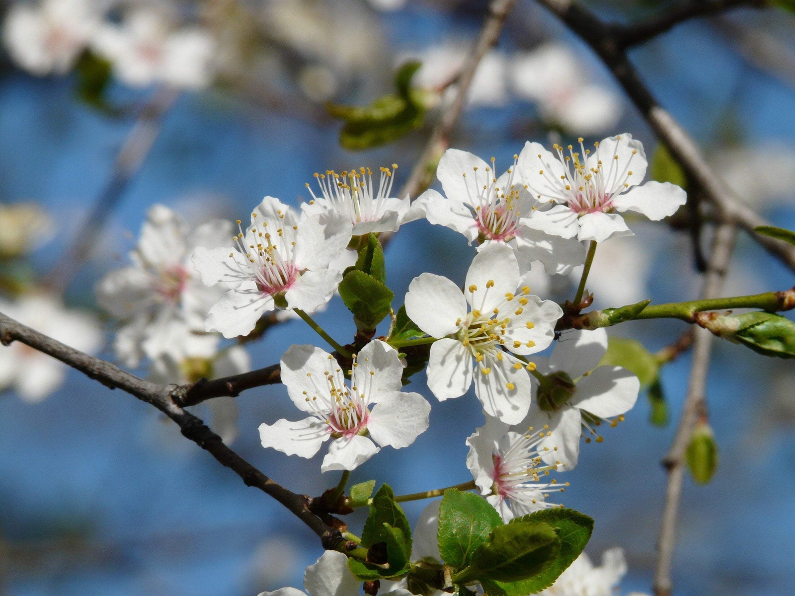 5 AMERICAN PLUM Prunus Americana Red Purple Fruit White Flower Shrub Tree Seeds