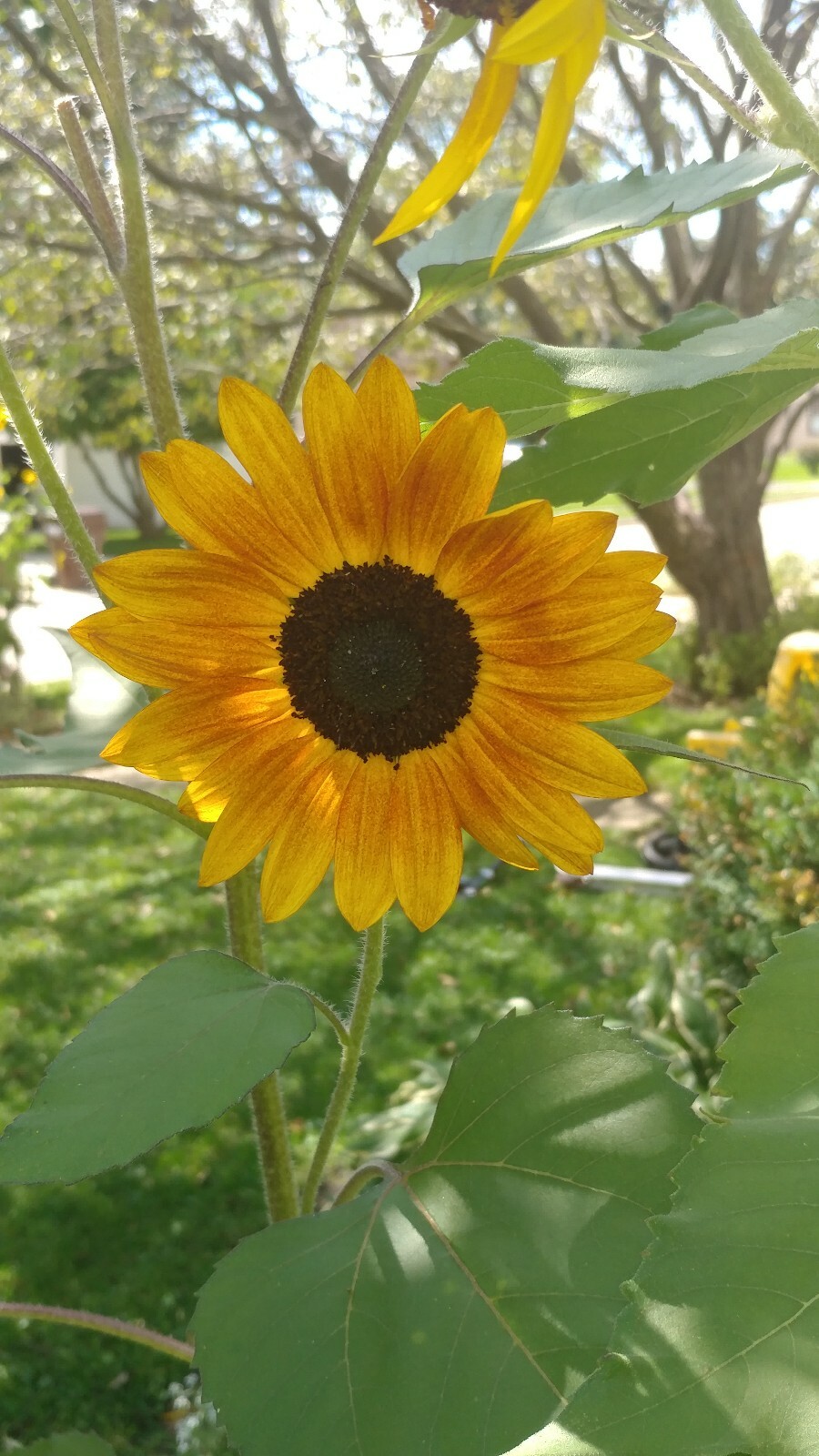 25+ Sunflower Seed 6-10′ Tall Branching Yellow Constant Bloom Organic Untreated