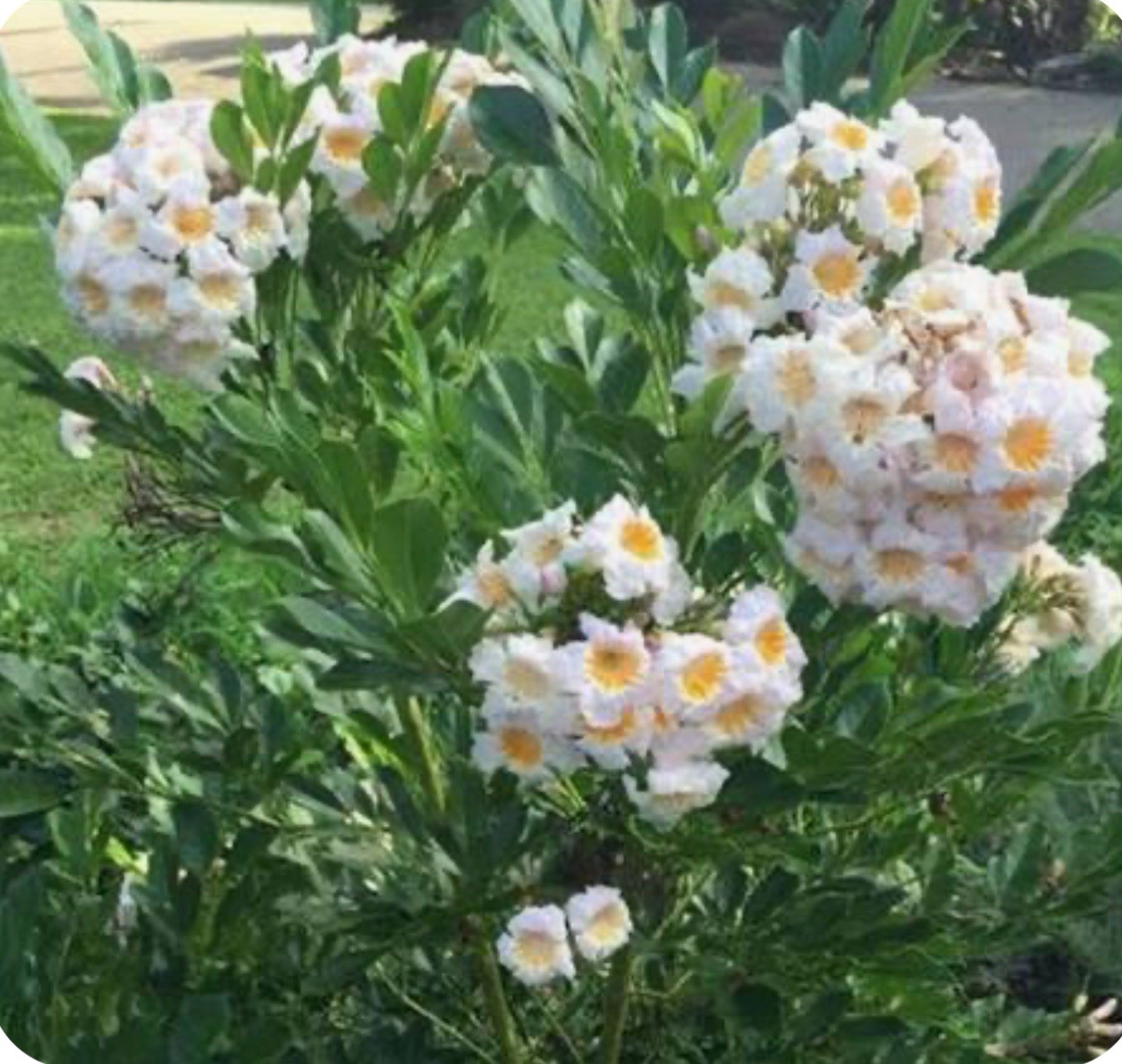 4″Pot of Dwarf Asian Tree Jasmine-RADEMACHERA KUNMING -AKA Dwarf Tree Jasmine