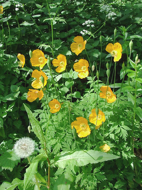 Welsh poppy 150+ seeds, orange and yellow mixed, hardy, meconopsis cambrica