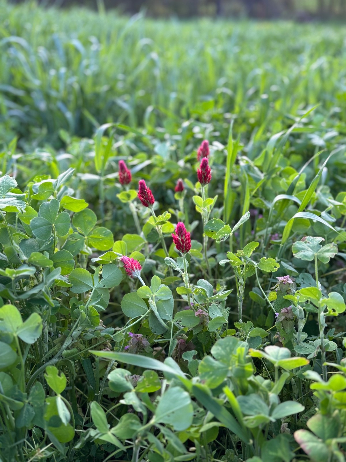 Best Garden Cover Crop Mix for Soil Health Nitrogen fixing Root Detox 1#