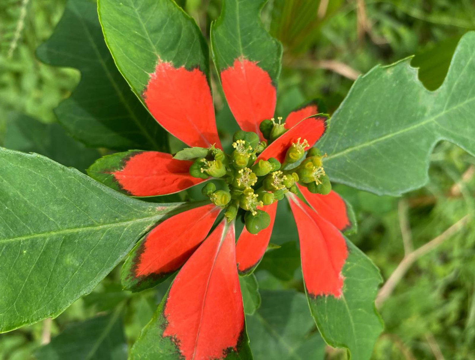 Euphorbia cyathophora WILD POINSETTIA Seeds!