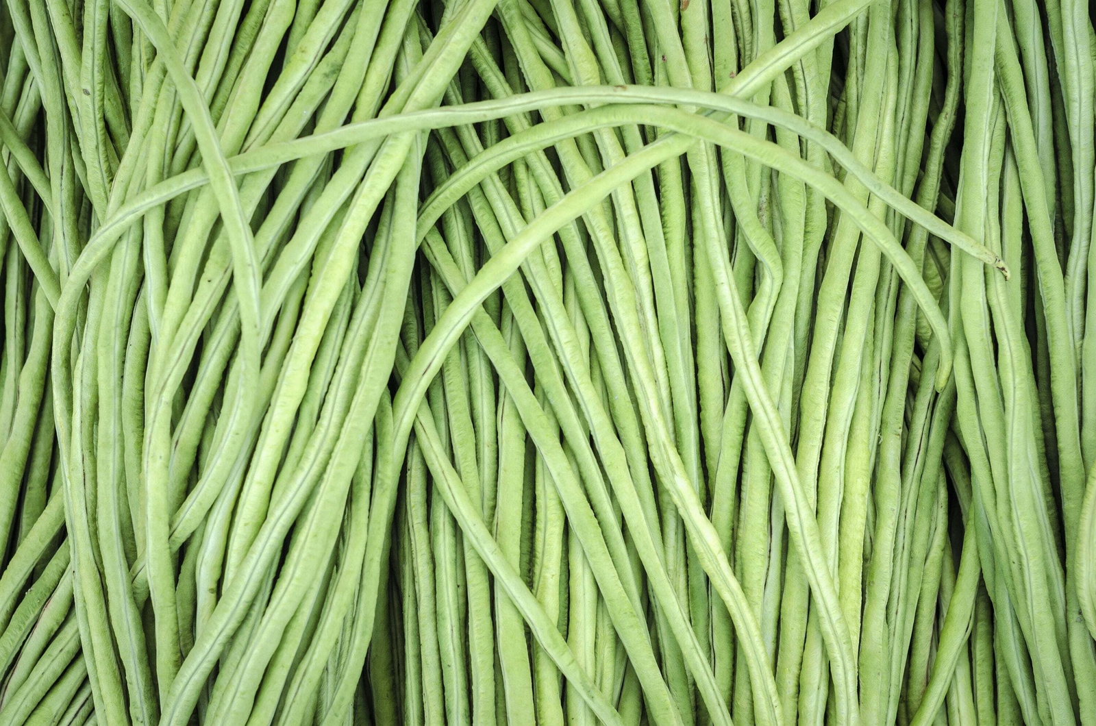 100 LADY COWPEA Southern Cow Pea Vigna Unguiculata Legume Lady Finger Bean Seeds