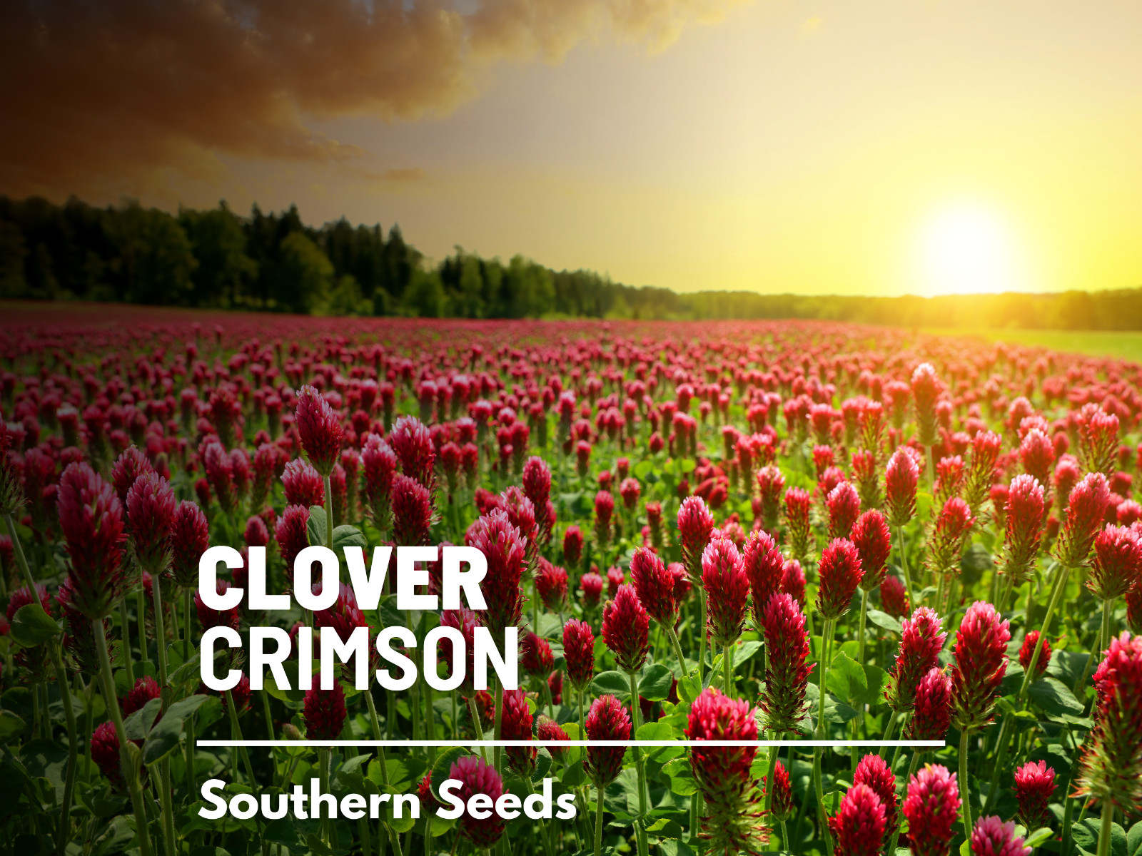 Clover, Crimson – Dixie – 1,000 Seeds – Ground Cover (Trifolium Incarnatum)