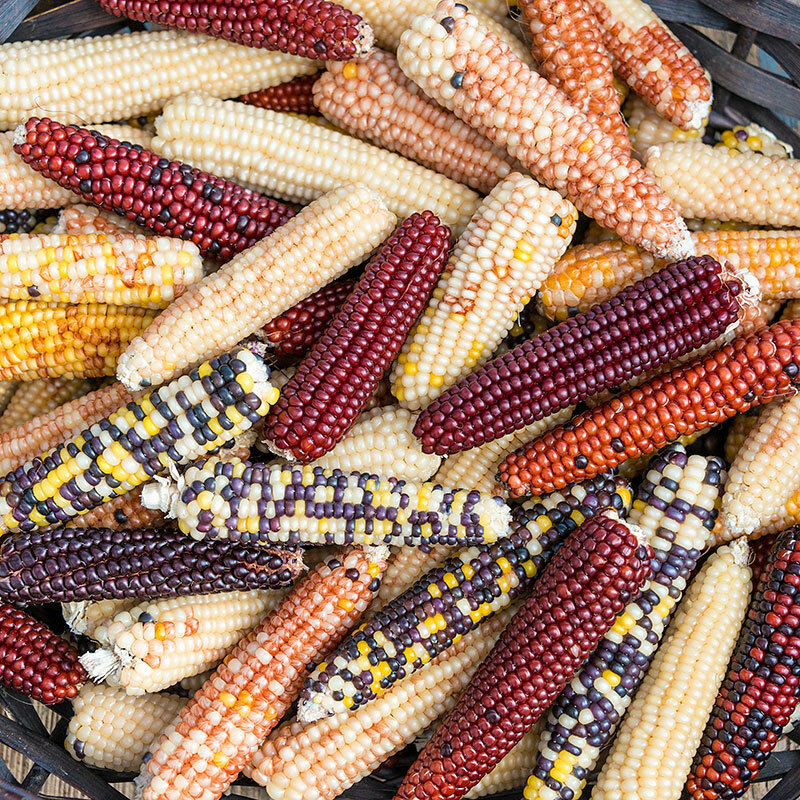 Popcorn Seed: Firecracker Popcorn Seeds Fresh Seed FREE Shipping