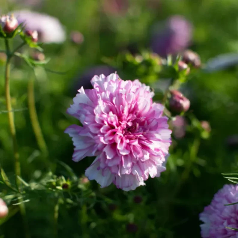 Cosmos Flower Seed Collection – 5 Vibrant Varieties, Heirloom, Pollinator-Friend