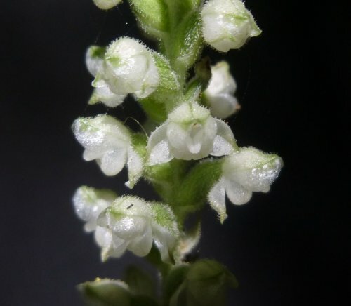 Rattlesnake Orchid 5 roots perennial