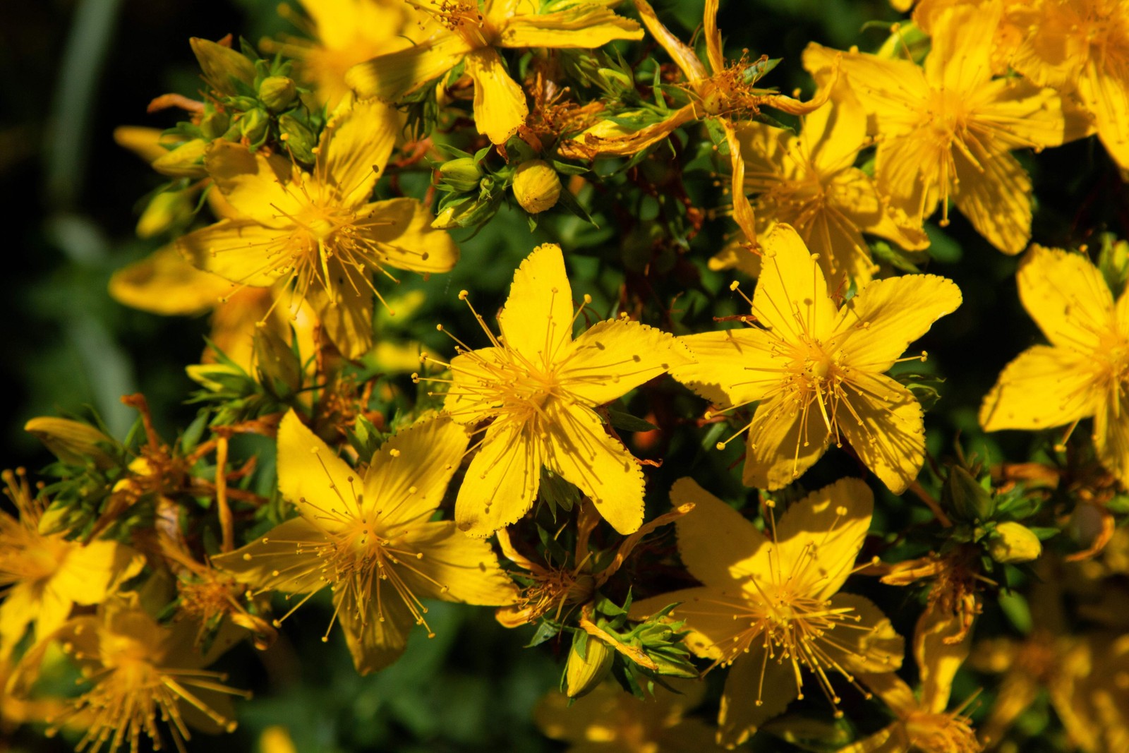 1500 Great SAINT JOHNS WORT St John’s Hypericum Pyramidatum Yellow Herb Seeds