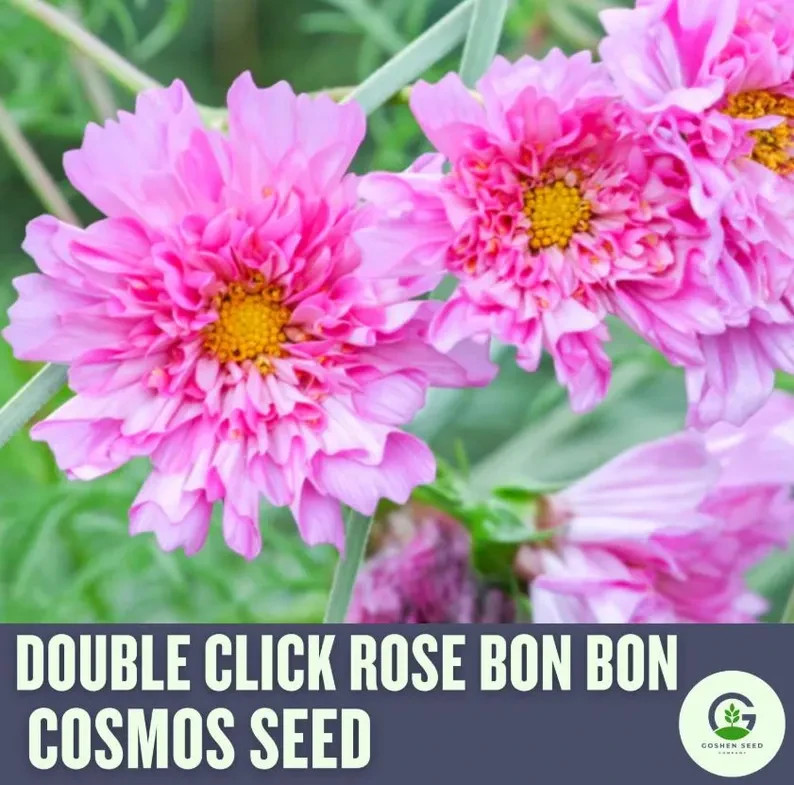 Cosmos Flower Seed Collection – 5 Vibrant Varieties, Heirloom, Pollinator-Friend