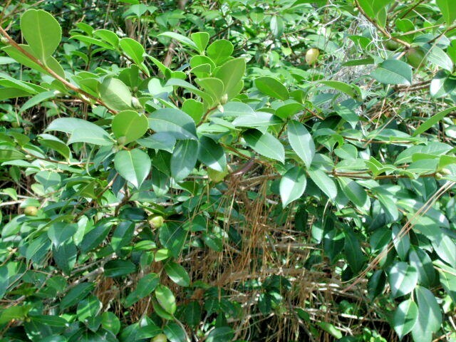 10 CAMELLIA OBTUSIFOLIA SEEDS
