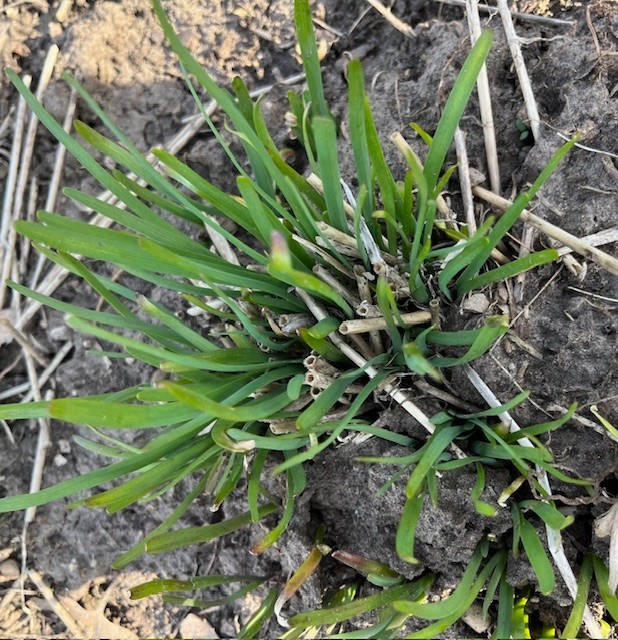 30 Garlic Chive  Roots, Organic, non-GMO