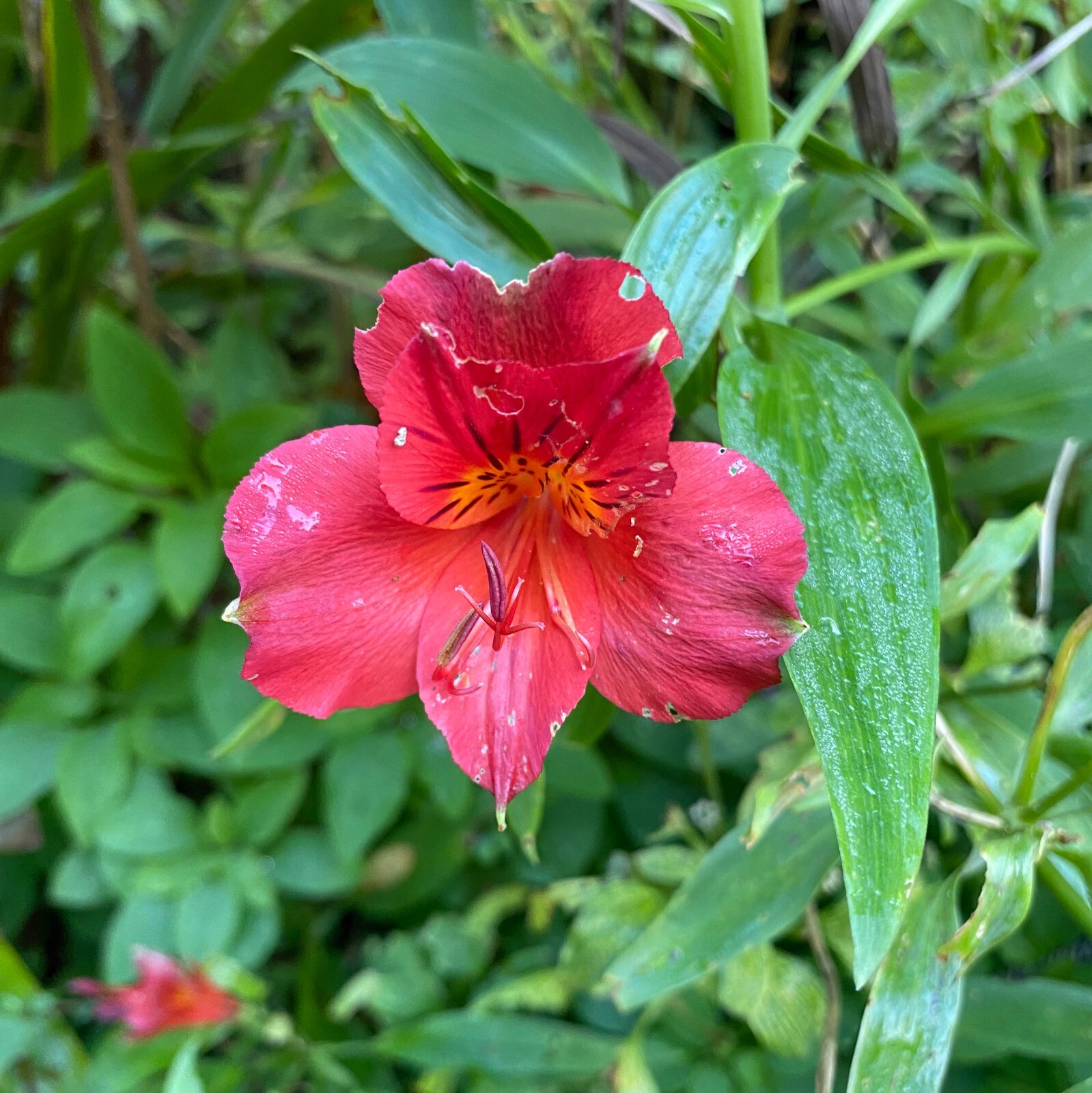 Alstroemeria psittacina | Red Parrot Lily | 10 Seeds