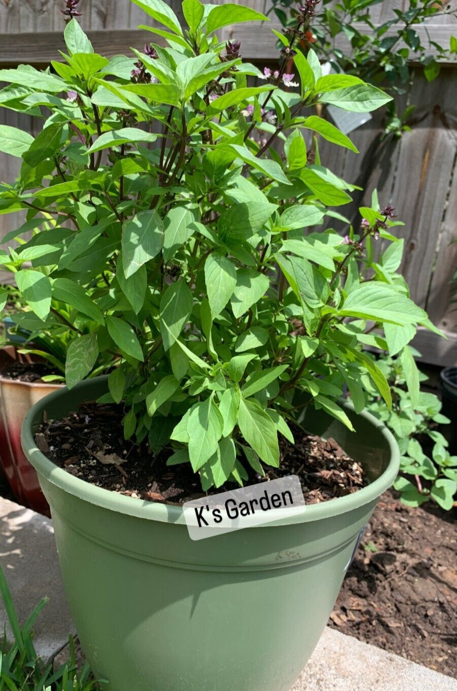 500+PCS THAI BASIL, OCIMUM BASILICUM SEEDS, HẠT HÚNG QUẾ | 90% GERMINATION |