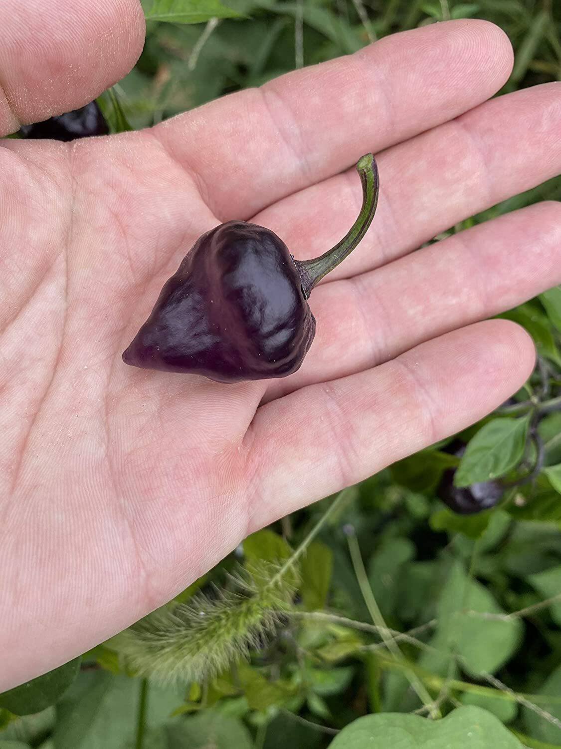 Purple UFO Pepper Premium Seed Packet