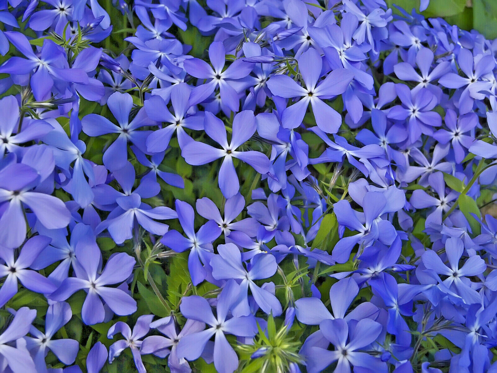 500 MIXED COLORS EVENING SCENTED STOCK Matthiola Bicornis Flower Seeds *Comb S/H