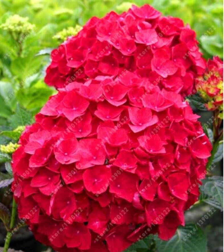 20 SEEDS for Cherry Red HYDRANGEA RARE flower exotic bush home plant USA Seller