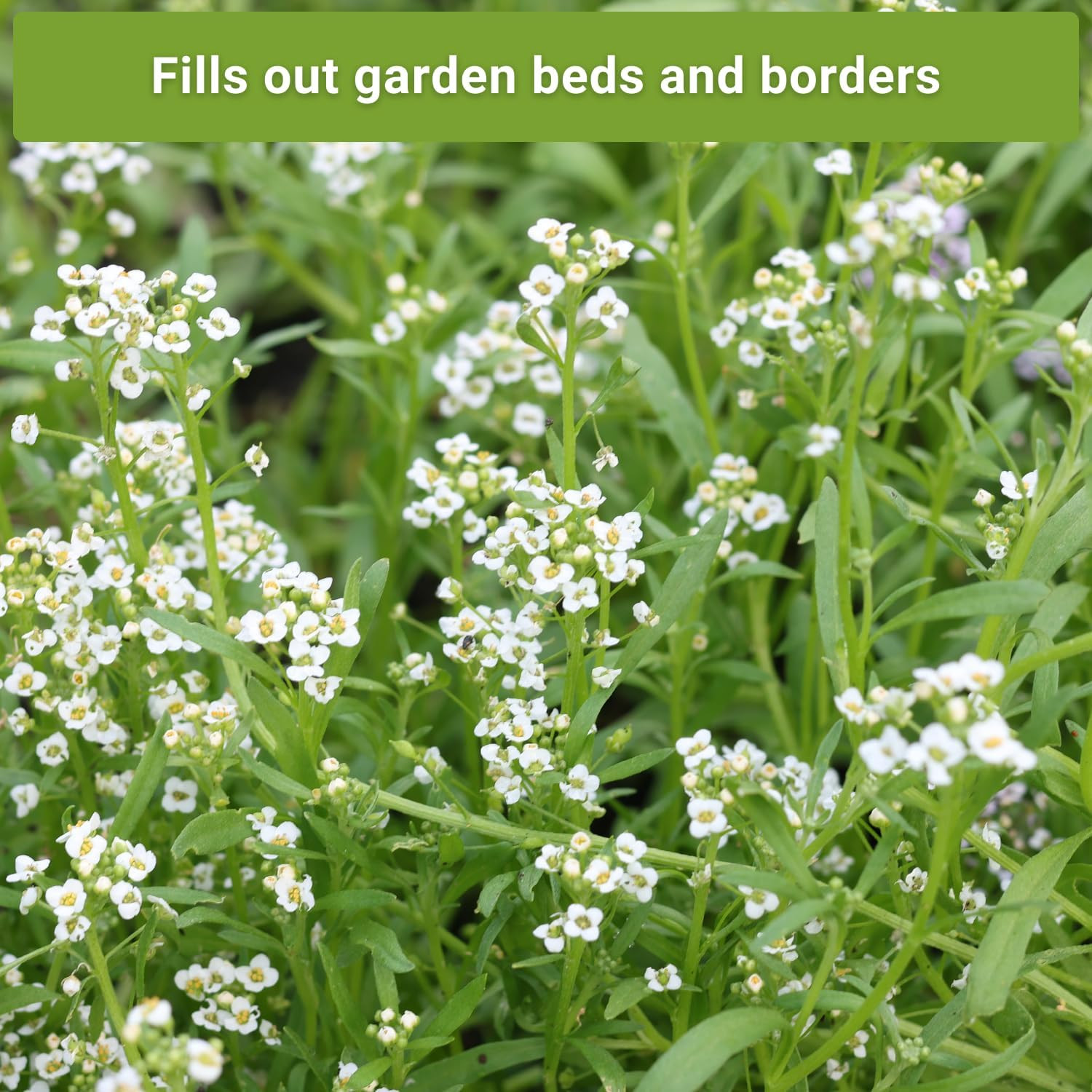 – Sweet Alyssum Flower Seed Collection for Planting – White, Purple, Pink, and Y